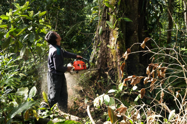 Best Storm Damage Tree Cleanup  in USA